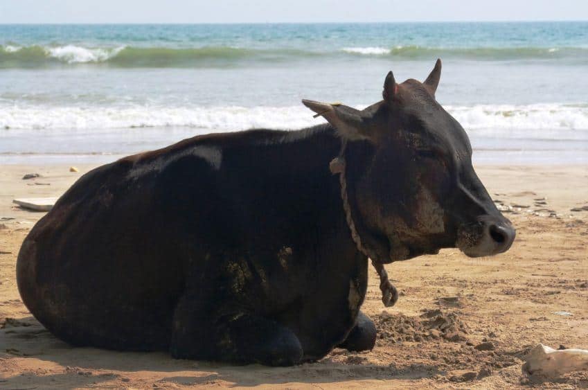 Eine Kuh macht es sich am Strand Nilaveli gemütlich
