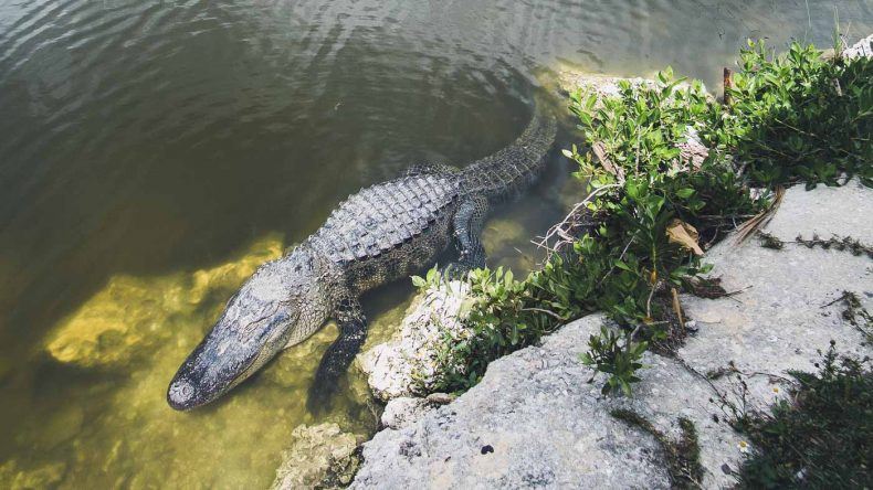 Viele Alligatoren liegen am Eingang des Everglades Nationalpark