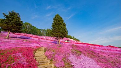 Blick auf die rosanen Shiba Sakura Felder in Hokkaido, Japan