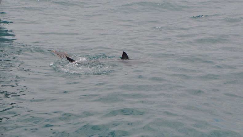 Ein Hai umkreist unser Boot