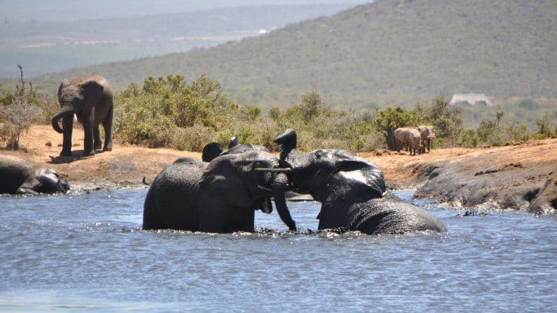 Elefanten spielen im Wasser