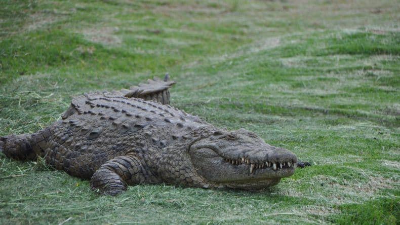 Im Reptilienpark entdecken wir diesen mächtigen Alligatoren