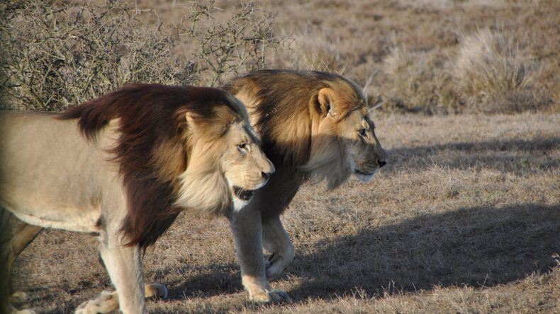 Löwen im Addo Elephant Park