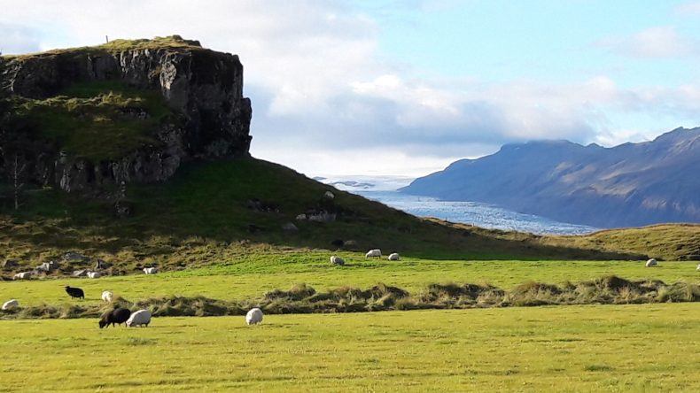 Schafe auf Island
