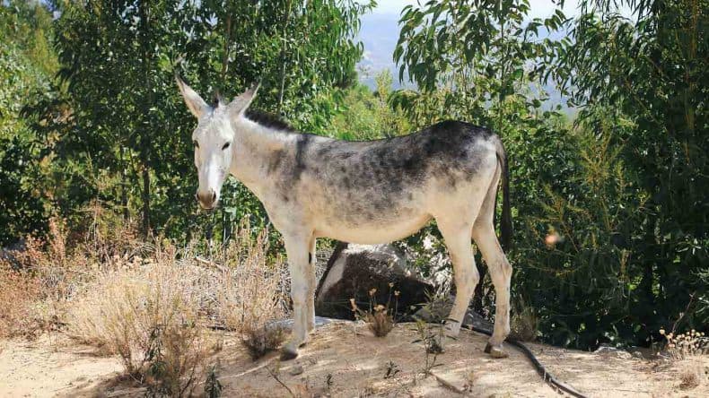 Eselwandern mit Happy Donkeys durch die Serra de Monchique ist Balsam für die Seele