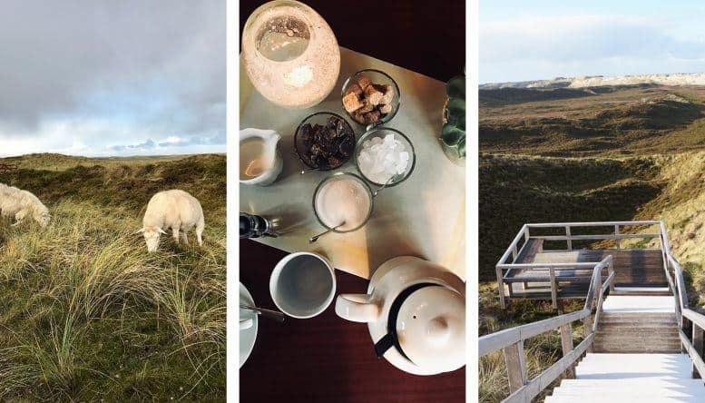Wunderschöne Dünenlandschaft, freilaufende Schafe und friesische Teekultur.