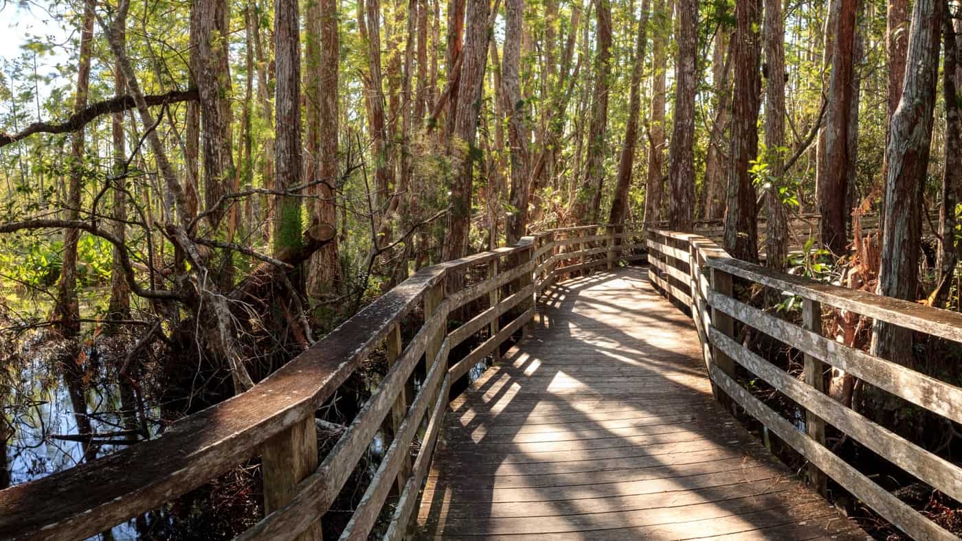 Boardwalk Corkscrew Swamp Sanctuary