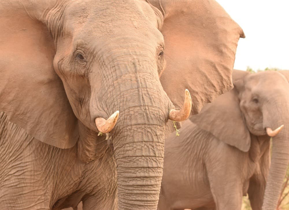 Elefanten aus nähster Nähe sehen, z.B bei einer Bushwalking Safari