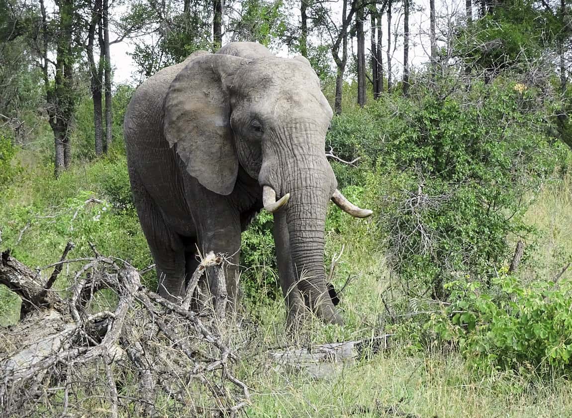 Suedafrika, Elefant