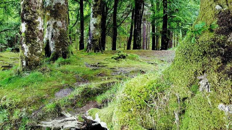 Dichte Wälder entlang der Loch Route