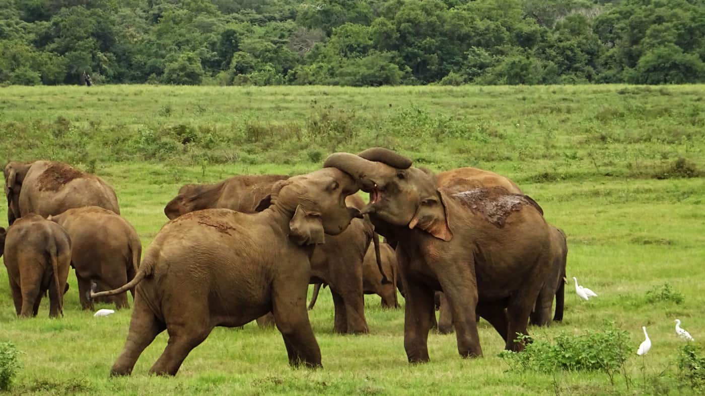Elefanten im Kaudulla Nationalpark