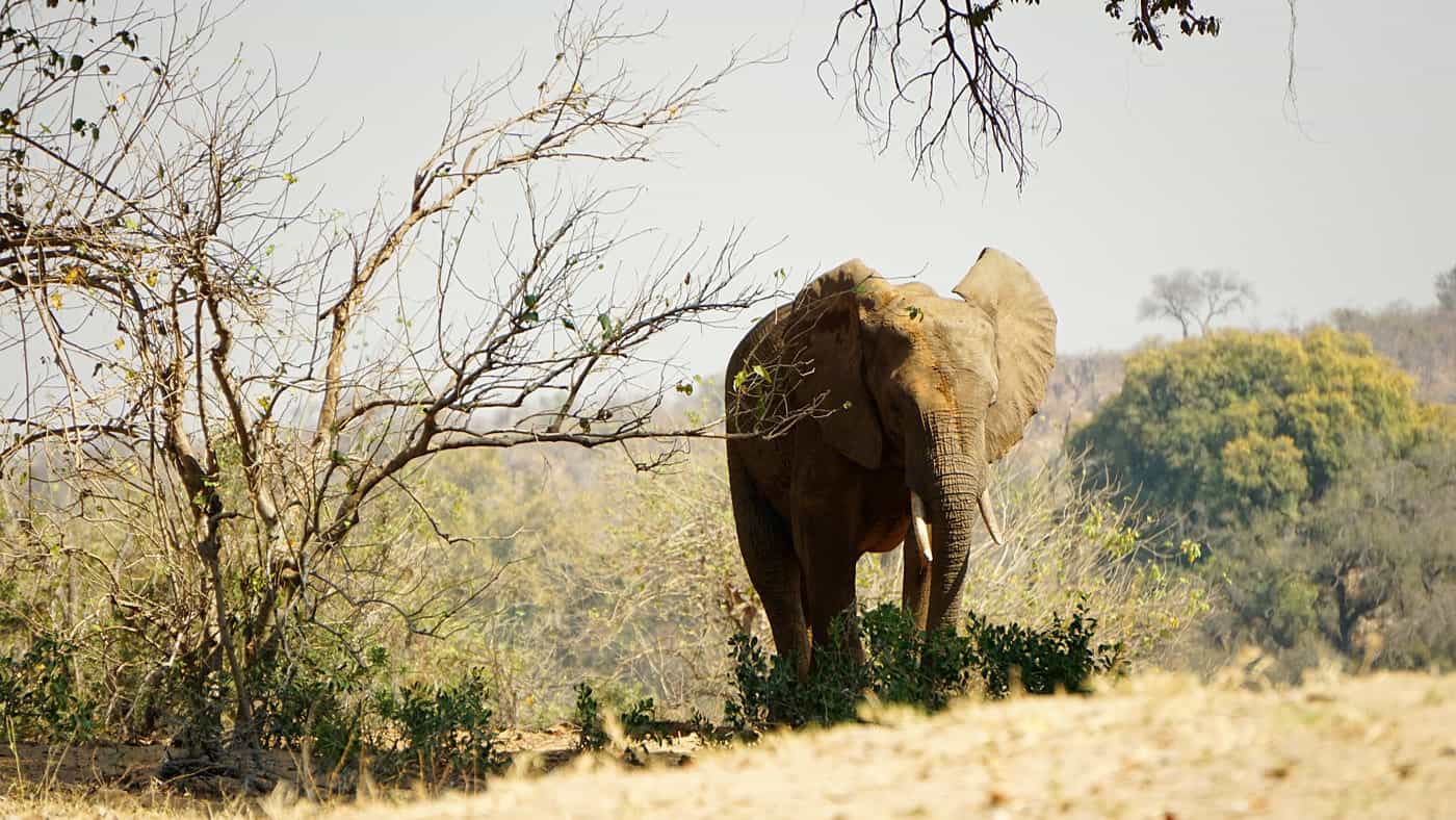 Elefantenbeobachtung im Kruger Nationalpark