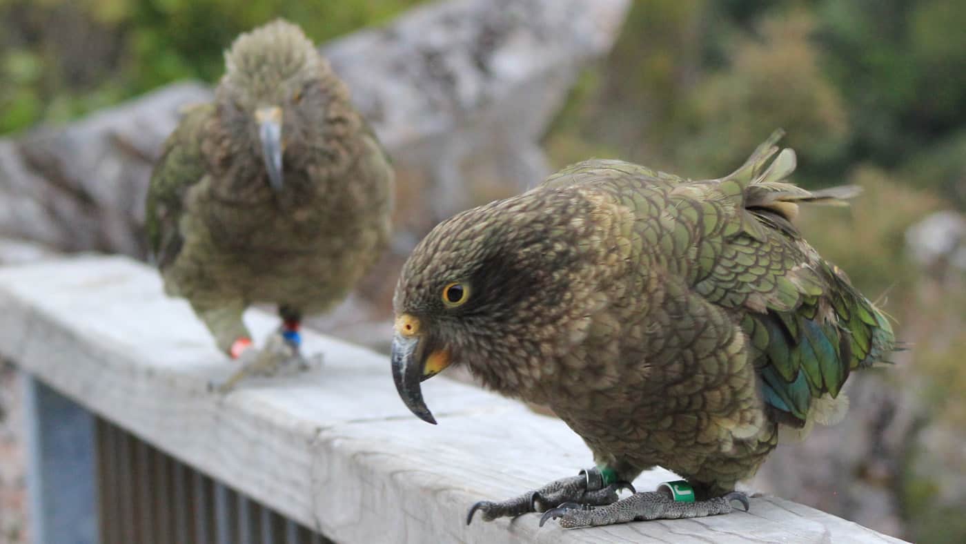 Die cleveren Kea Papageien am Arthurs Pass sind handzahm...zumindest wenn Sie etwas zu futtern wittern.