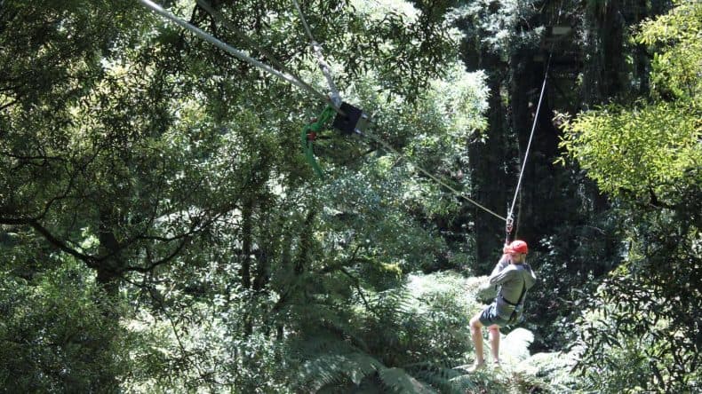 Bei der Ziplining-Tour durch den Dansey Reserve Forest saust man drei Stunden lang von Baum zu Baum.