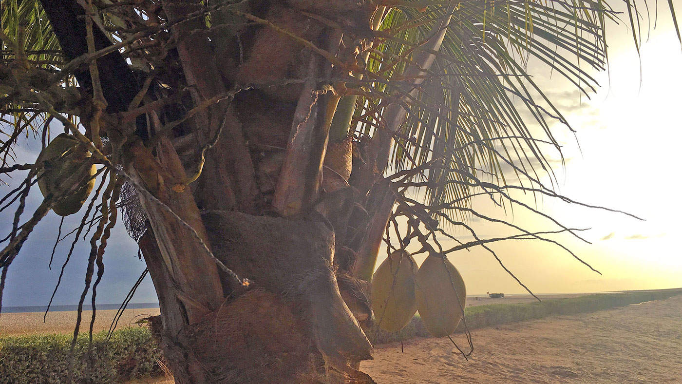 Kokosnüsse, Palmen, Strand: Diese traumhaft schöne Aussicht genießen Urlauber im Hotel „RIU Touareg“ auf der Insel Boa Vista.
