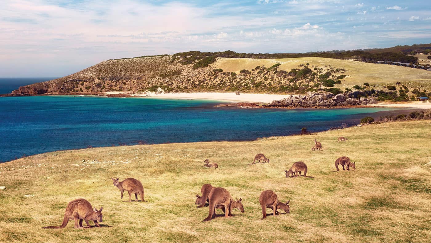 Augen auf! Auf dem Explorers Way können euch natürlich auch Kängurus über den Weg laufen. (Copyright: Tourism SA)