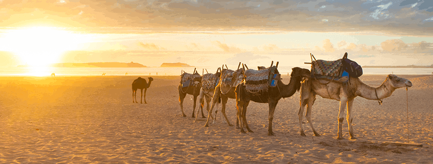 Kamel Karawane am Strand von Essaouira, Agadir, Marokko