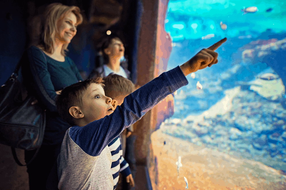 In dem bekannten, sehr empfehlenswerten aber auch recht kostspieligen Palma Aquarium (Erw. 24,50 €; Kind 14 €) kannst du viele Meeresbewohner kennenlernen