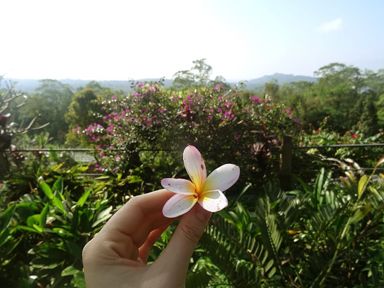 Frangipani - eine der Blumen, die man am meisten auf Bali sieht.
