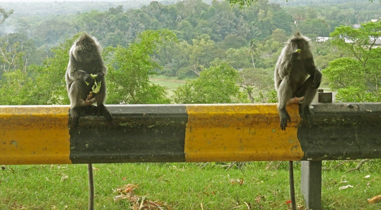 Die Affen genießen ihr Futter.