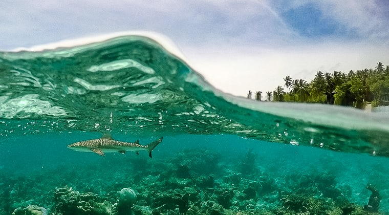 Riffhaie Malediven