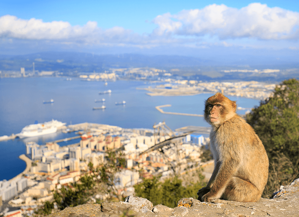Fels von Gibraltar Affenfelsen