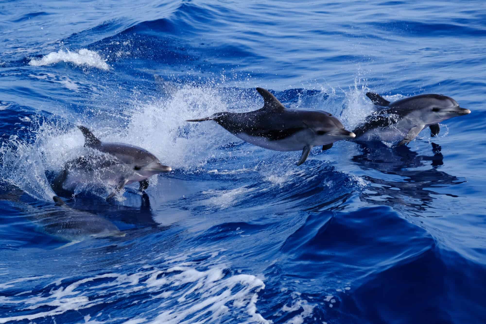 Ein Ausflug mit dem Boot zu den Delfinen ist ein unvergessliches Erlebnis.