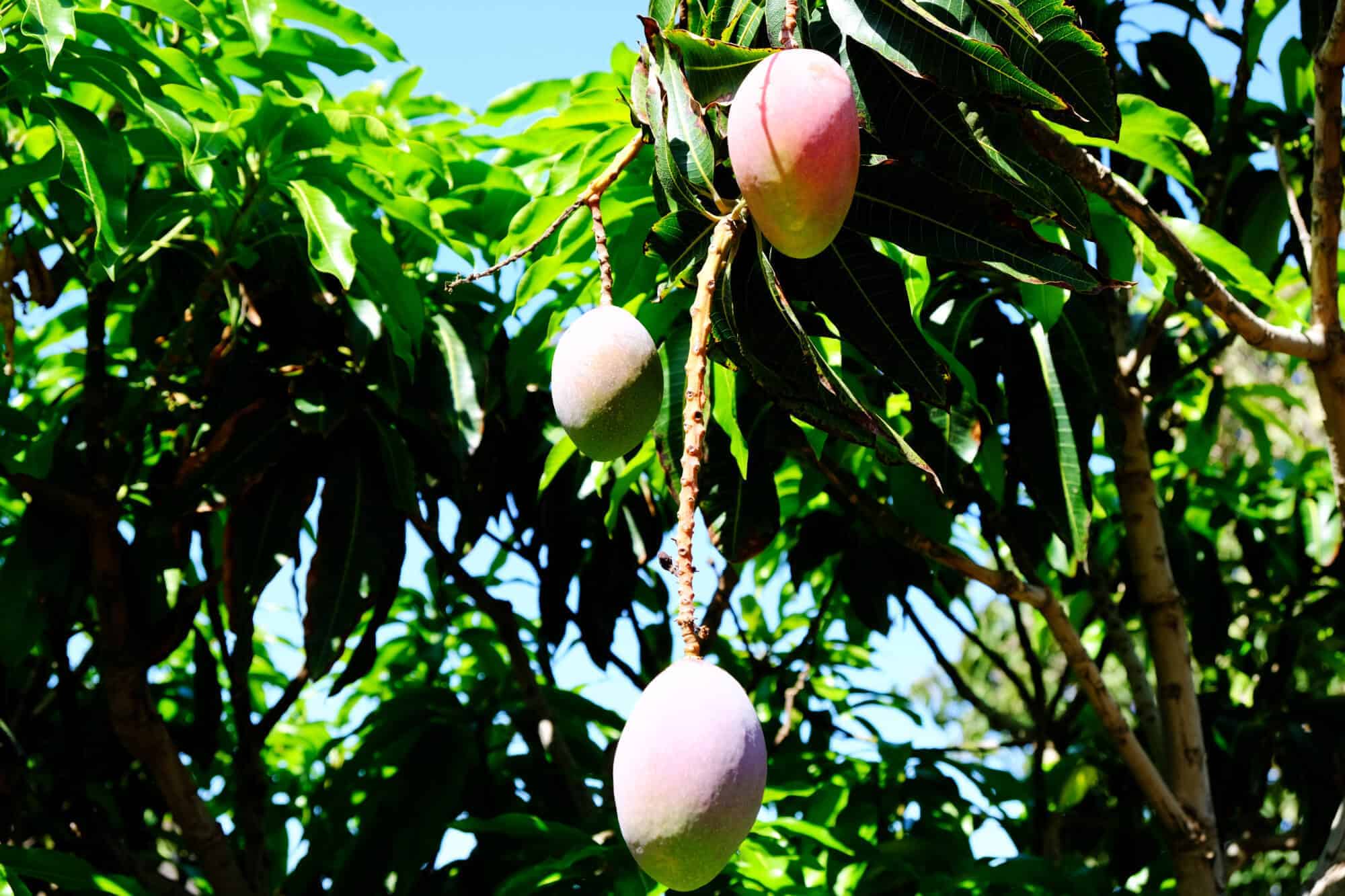Mangobaum auf Gran Canaria. 