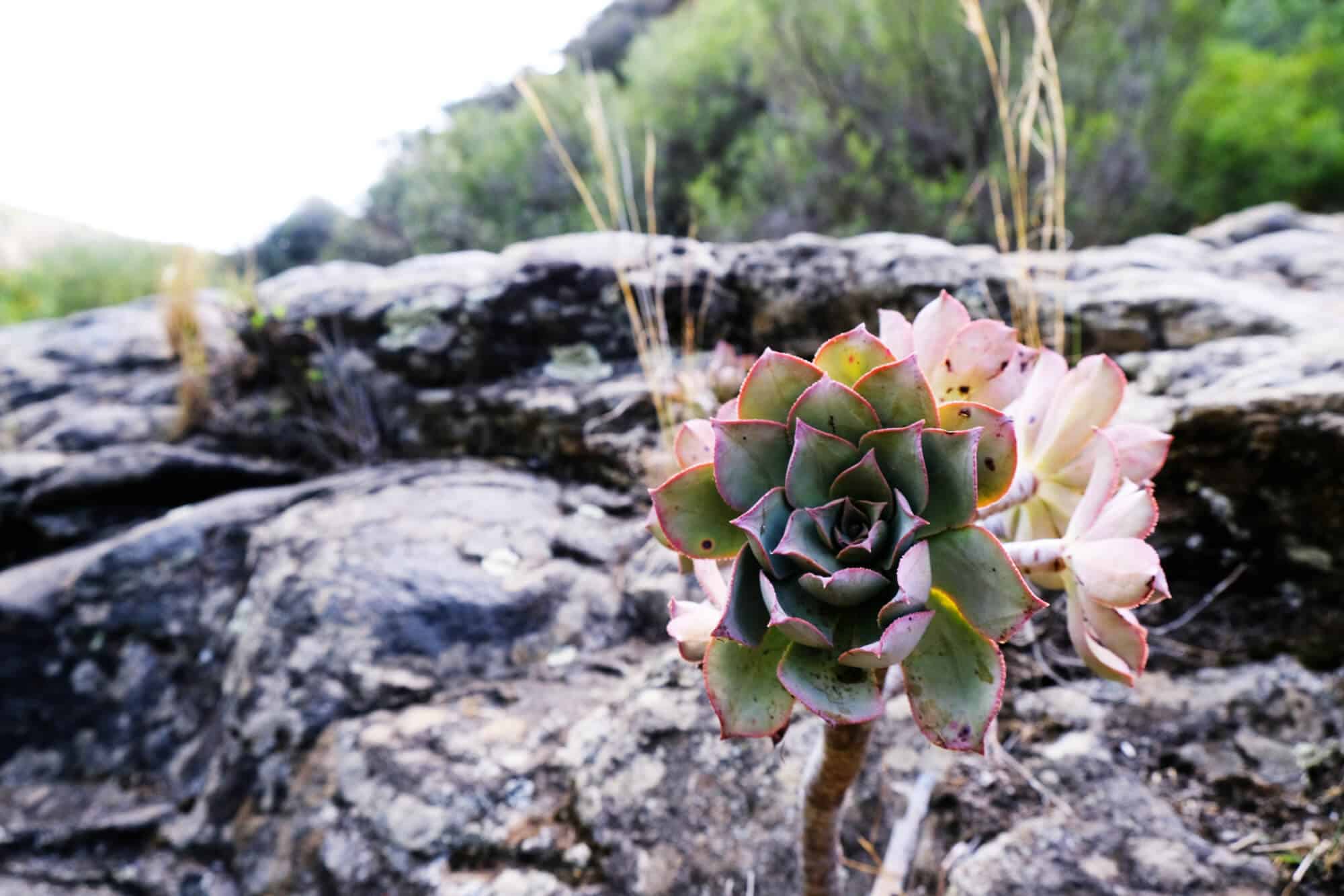 Flora am Wegesrand auf Gran Canaria „Cascadas Magicas“