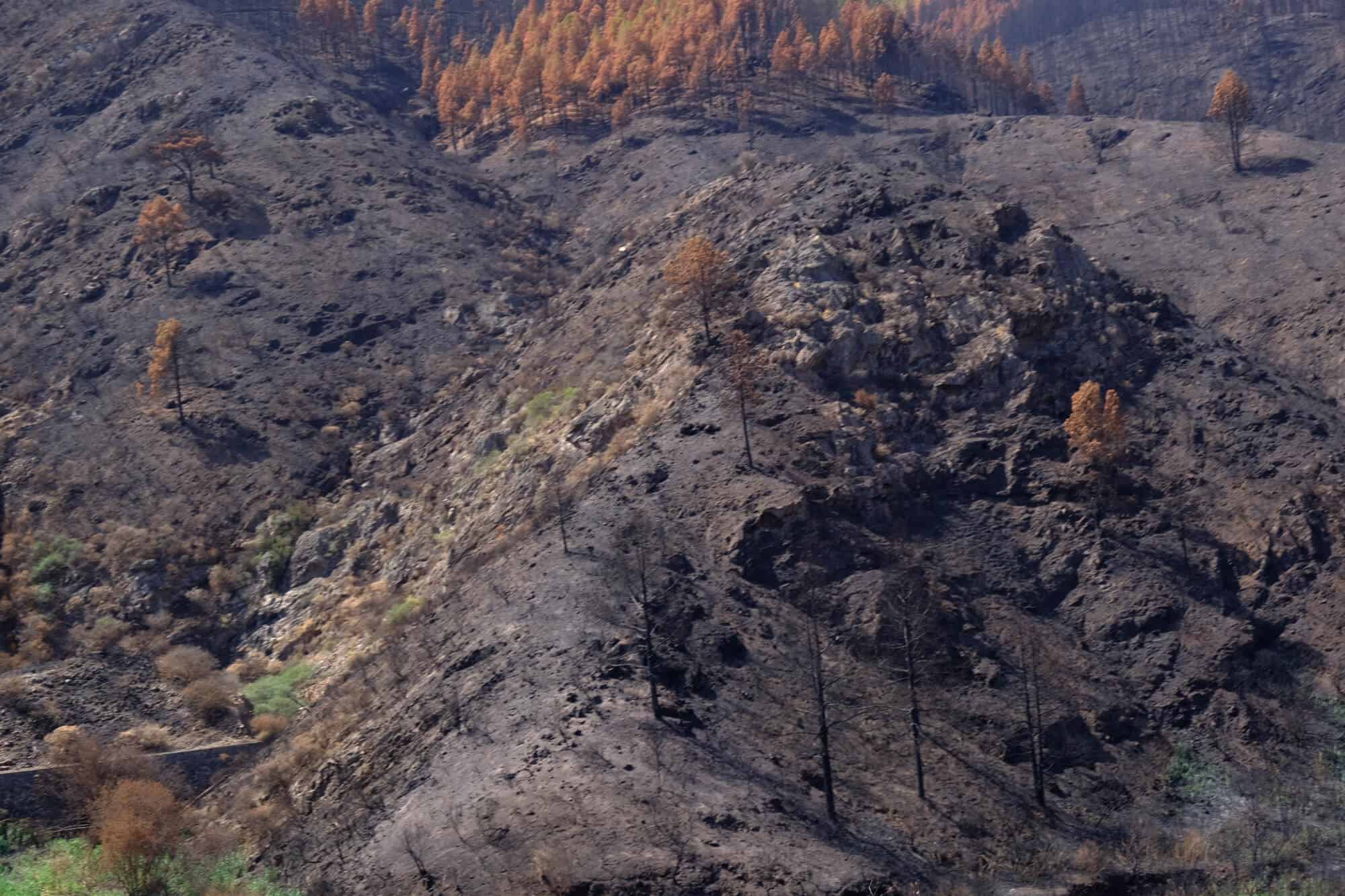Verbrannter Wald auf Gran Canaria