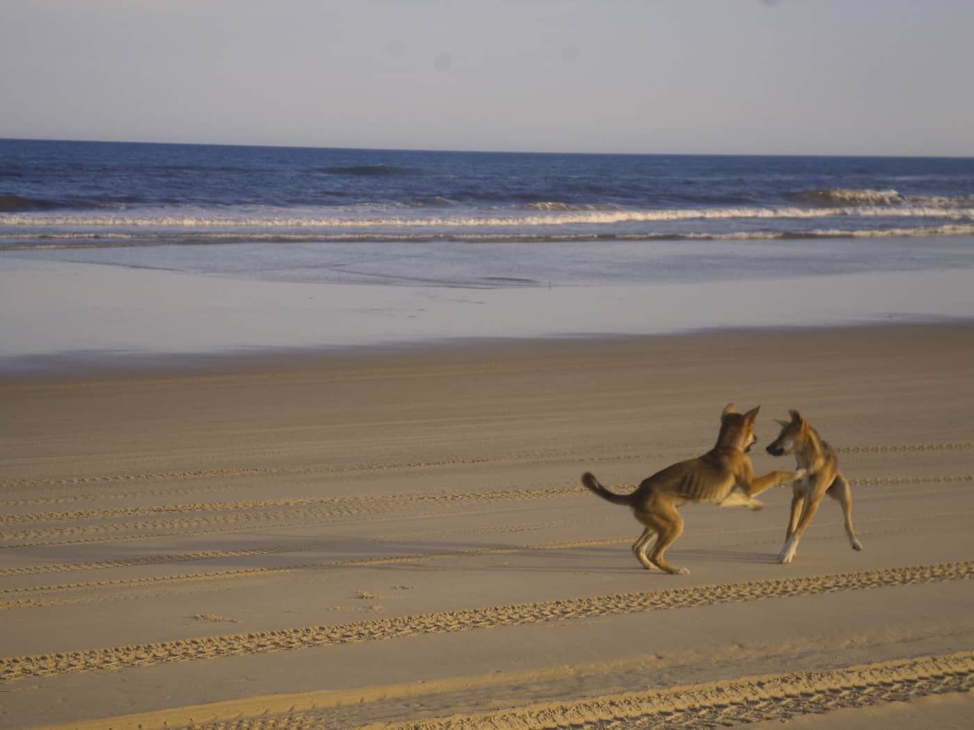 Dingos Strand Fraser Island