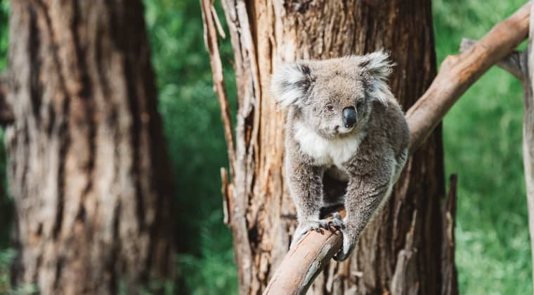 Koala auf Phillip Island