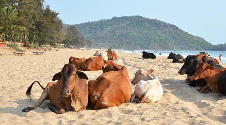 Kühe am Strand von Goa