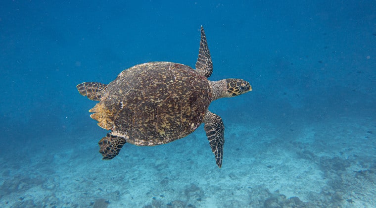 Meeresschildkröte Malediven