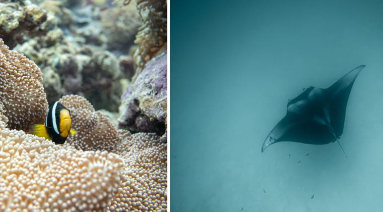 Unterwasserwelt Maledivens