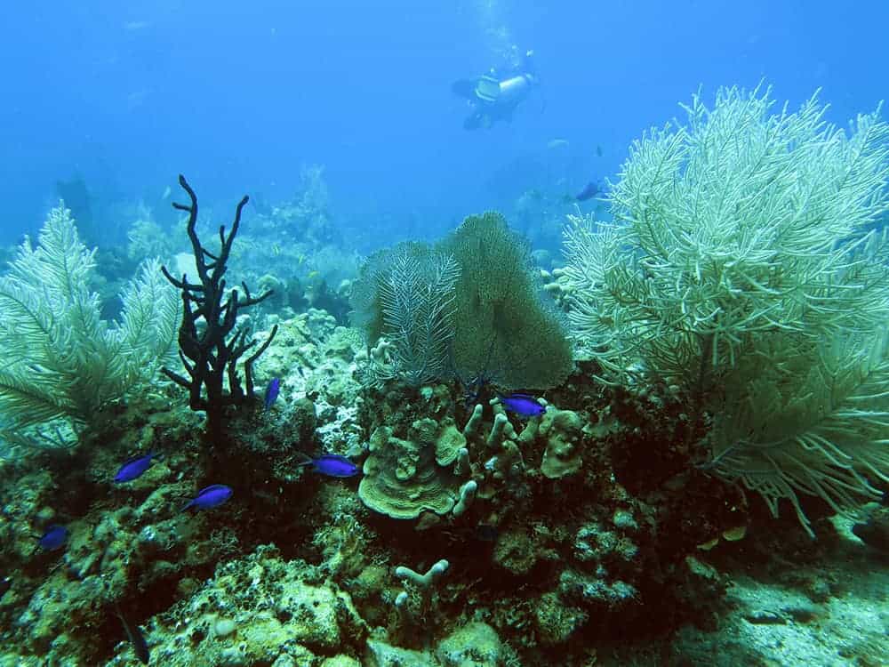 Die Korallenriffe