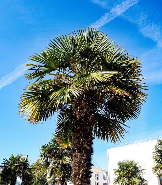 Fast wie an der Côte d'Azur