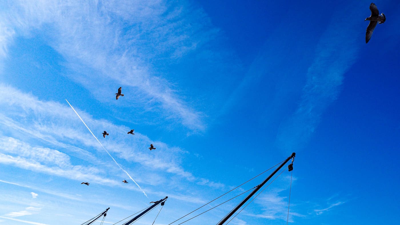 Fischer und Möwen in Saint-Nazaire