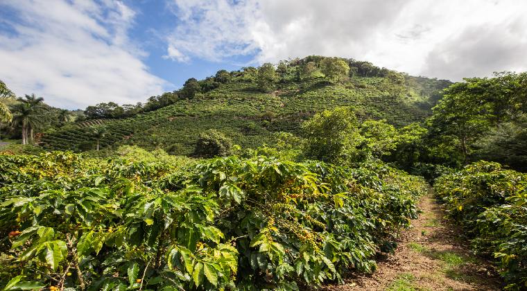 costa rica sehenswürdigkeiten Kaffeeplantagen