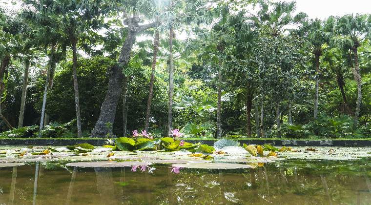 Mauritius Botanischer Garten Pamplemousses