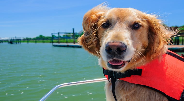 Hund auf dem Boot