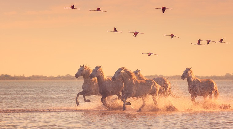 Pferde und Flamingos! ©Shutterstock/Uhryn Larysa