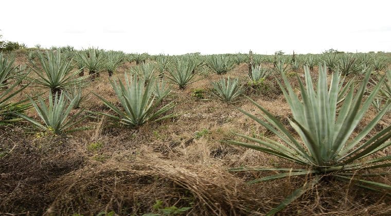 Mexiko Henequen Feld