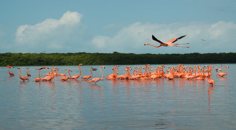 Mexiko Yucatan Celestun rosa Flamingos