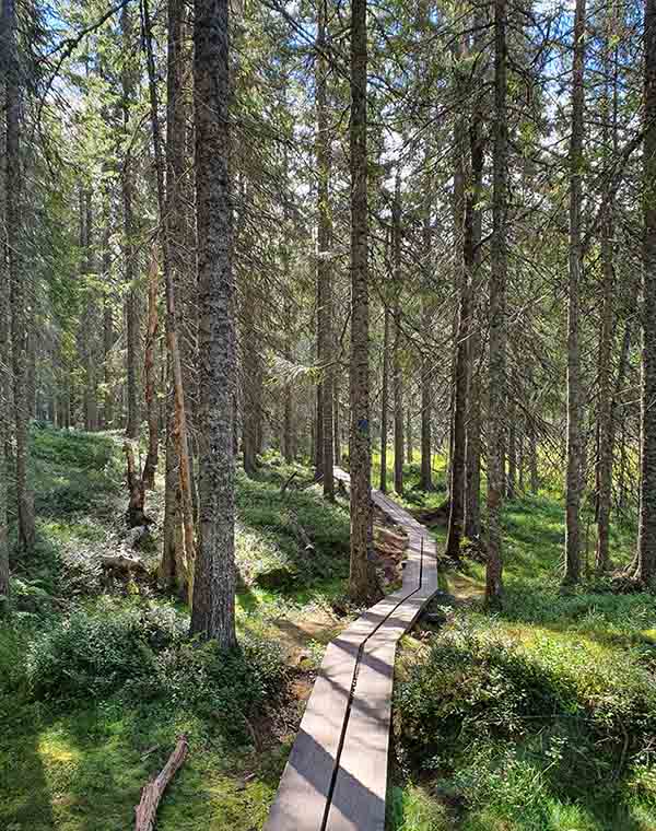 Weg im Nationalpark Skuleskogen