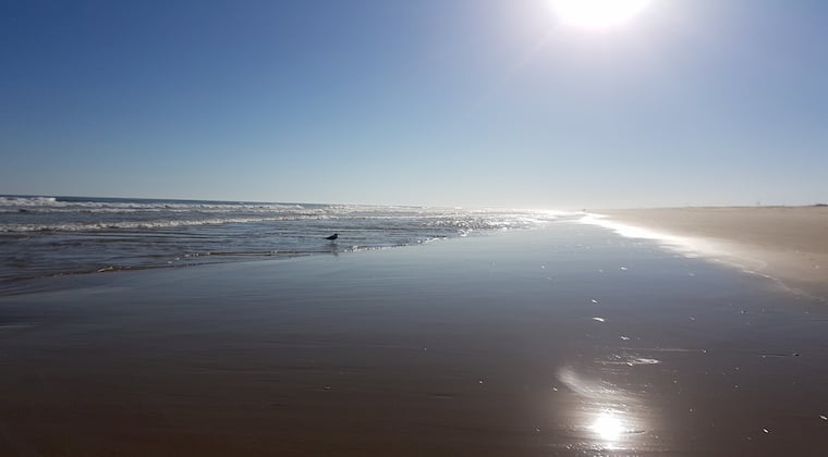 Praia de Cacela Velha Möwe