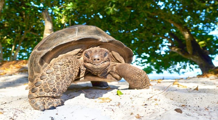 Seychellen Inselhopping Riesenschildkröte