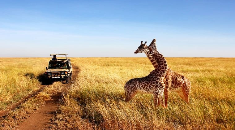 Afrika Tansania Giraffen Urlaub 2021