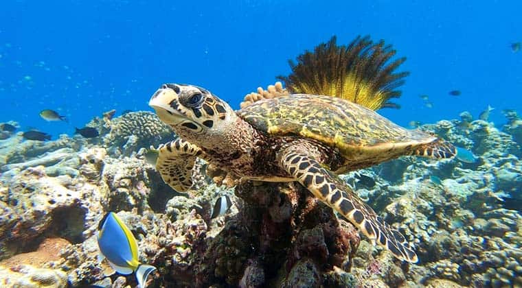 Wasserschildkröte Malediven