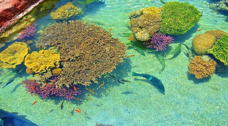 Israel Sehenswürdigkeiten Unterwasserwlt Eilat